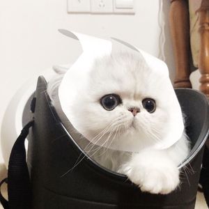 疯狂❌自慰爽www看片免费动漫
